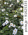 白いシュウメイギク（秋明菊） 91625335