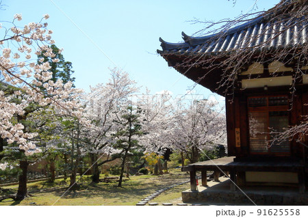 奈良の桜　満開　勧学院 91625558