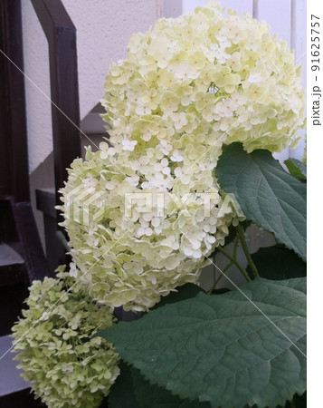 Beautiful hydrangeas in Japan Beautiful hydrangeas in Japan 91625757
