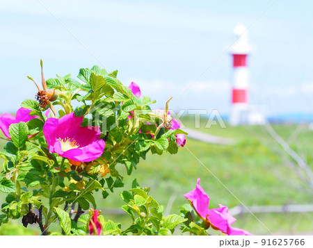 北海道の絶景 石狩はまなすの丘公園 はまなすの花と灯台 北海道の絶景 石狩はまなすの丘公園 はまなすの花と灯台 91625766