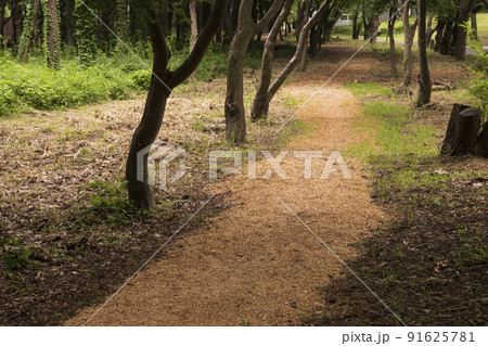 ウッドチップの遊歩道 ウッドチップの遊歩道 91625781