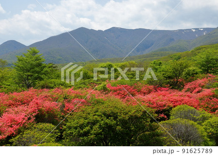 栃木県那須郡那須町湯本 那須の八幡つつじ園地のヤマツツジ群落 栃木県那須郡那須町湯本 那須の八幡つつじ園地のヤマツツジ群落 91625789