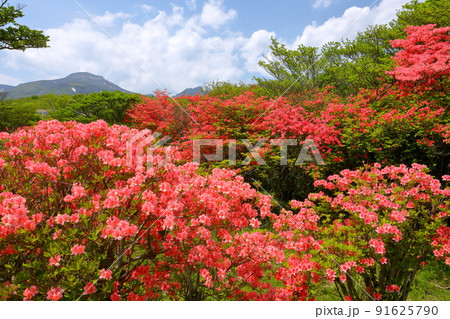 栃木県那須郡那須町湯本　那須の八幡つつじ園地のヤマツツジ群落 91625790