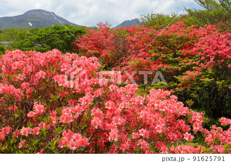 栃木県那須郡那須町湯本　那須の八幡つつじ園地のヤマツツジ群落 91625791