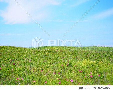 北海道の絶景 石狩はまなすの丘公園 はまなすの花畑 北海道の絶景 石狩はまなすの丘公園 はまなすの花畑 91625805