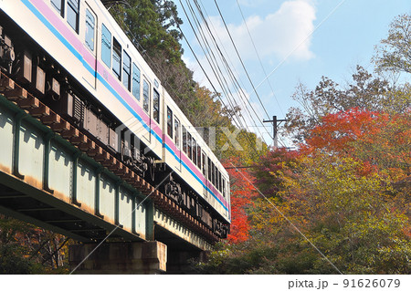 紅葉の「もみじのトンネル」へ進入する叡山電車 91626079