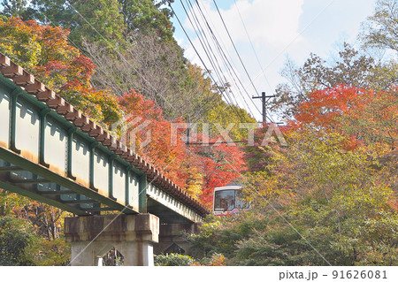 紅葉の「もみじのトンネル」真っ只中の叡山電車 91626081