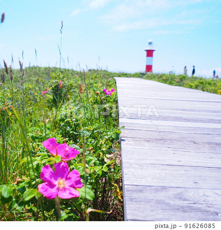 北海道の絶景 石狩はまなすの丘公園 はまなすの花と遊歩道 91626085