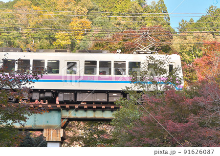 赤黄に染まる山間を走る叡山電車~「もみじのトンネル」付近にて 赤黄に染まる山間を走る叡山電車~「もみじのトンネル」付近にて 91626087