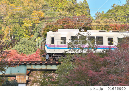 赤黄に染まる山間を走る叡山電車~「もみじのトンネル」付近にて 赤黄に染まる山間を走る叡山電車~「もみじのトンネル」付近にて 91626090