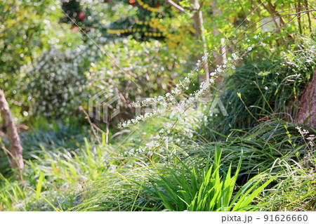 シジミバナの花 シジミバナの花 91626660
