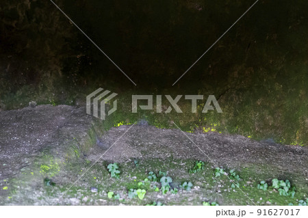 エメラルドグリーンに光るヒカリゴケ【絶滅危惧種】／埼玉県比企郡吉見百穴 91627017