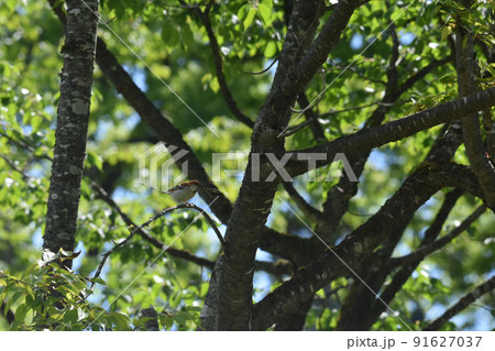 野尻高原　大学村の野鳥　ニュウナイスズメ 91627037
