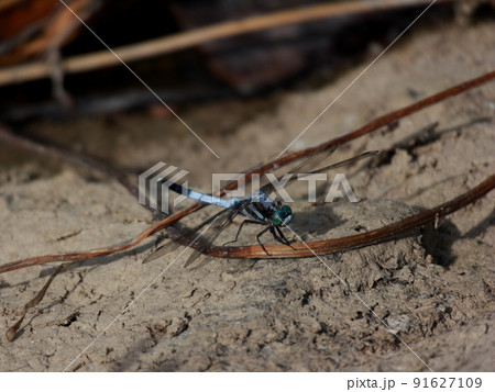 シオカラトンボ　オス 91627109