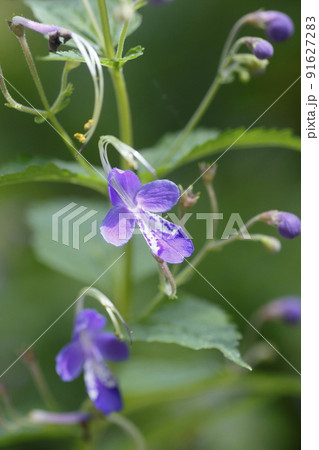 カリガネソウ 91627283