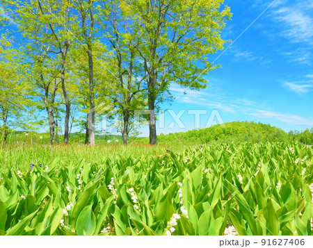 北海道の絶景 滝野すずらん丘陵公園 すずらん群生地 91627406