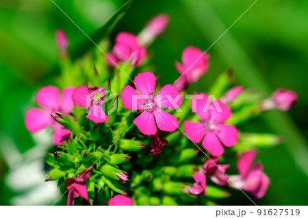 浜撫子(はまなでしこ)／藤撫子(ふじなでしこ)／紅撫子(べになでしこ) 91627519