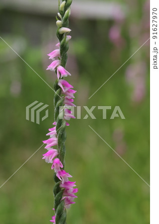 春の日本の庭に咲くネジバナのピンク色の花 91627970