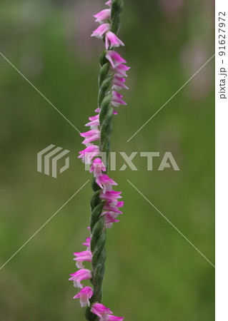 春の日本の庭に咲くネジバナのピンク色の花 91627972