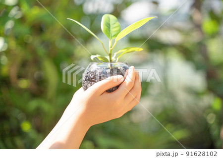 植物の苗を持つ子供の手 91628102