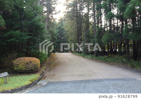 武蔵陵墓地に続く参道 並木道 東京都八王子市 91628799