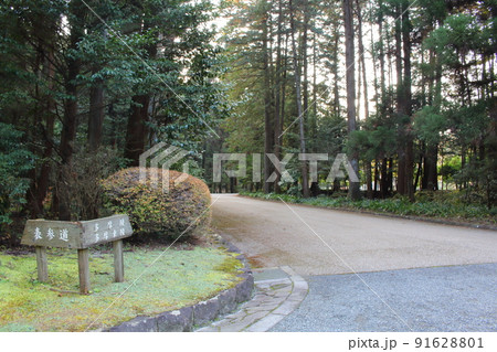武蔵陵墓地に続く参道 並木道 東京都八王子市 91628801