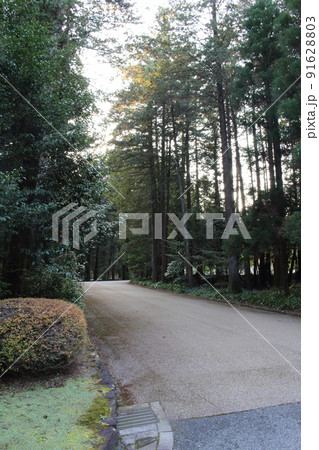 武蔵陵墓地に続く参道 並木道 東京都八王子市 91628803