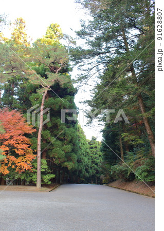 武蔵陵墓地に続く参道 並木道 東京都八王子市 91628807