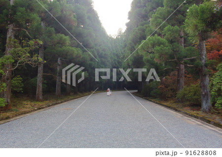 武蔵陵墓地に続く参道 並木道 東京都八王子市 武蔵陵墓地に続く参道 並木道 東京都八王子市 91628808