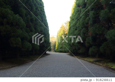 武蔵陵墓地に続く参道 並木道 東京都八王子市 91628811