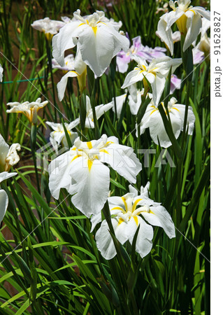 町田薬師池公園　しょうぶ・あじさい祭り｜菖蒲の花が凛として涼しげでした 91628827