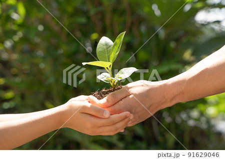 植物の苗を子供へと受け渡す様子 91629046