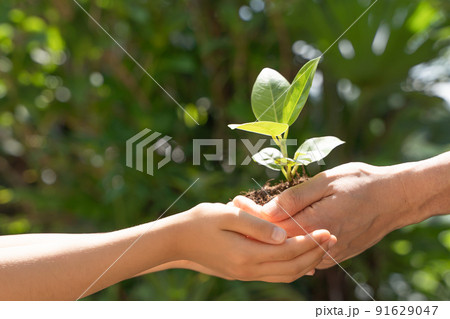 植物の苗を子供へと受け渡す様子 91629047