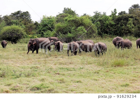 野生のスリランカゾウ、エレファントギャザリング、カウドゥッラ国立公園。 91629234