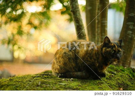 紅葉の日本庭園に佇むさび猫 紅葉の日本庭園に佇むさび猫 91629310