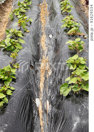 7月の家庭菜園で少し大きくなり始めたサツマイモの苗 91629334