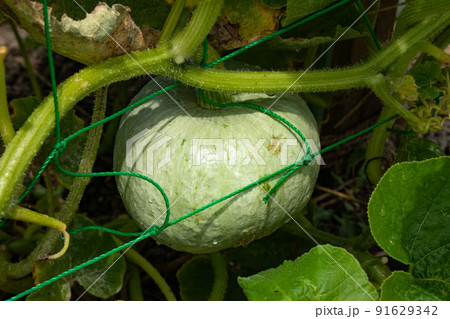 7月の家庭菜園で大きくなり始めたカボチャ 7月の家庭菜園で大きくなり始めたカボチャ 91629342