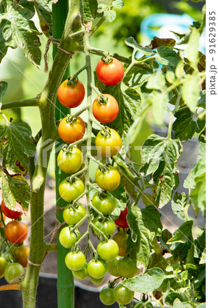 7月の家庭菜園で色づき始めたトマトの房 7月の家庭菜園で色づき始めたトマトの房 91629385