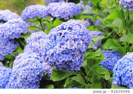 おおきな八重の紫陽花 91629399