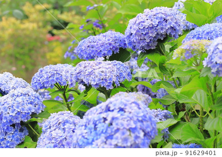 おおきな八重の紫陽花 おおきな八重の紫陽花 91629401