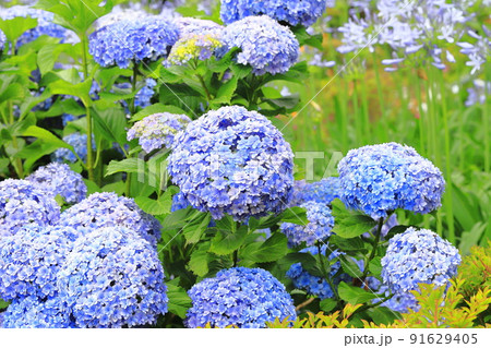 おおきな八重の紫陽花 91629405
