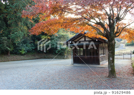 真っ赤なモミジと小屋 武蔵陵墓地 東京都八王子市 91629486