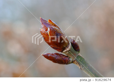 Closeup of a Horse Chestnut plant growing in a forest with a blurred background and copyspace. Swollen head of a Yellow Buckeye sprout in the woods with copy space. Brown bud in a garden or park Closeup of a Horse Chestnut plant growing in a forest with a blurred background and copyspace. Swollen head of a Yellow Buckeye sprout in the woods with copy space. Brown bud in a garden or park 91629674