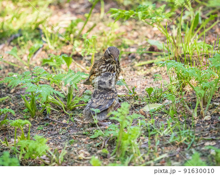 Wood bird Redwing, Turdus iliacus, feeds the chick with earthworms on the ground. An adult chick left the nest but its parents continue to take care of him. 91630010