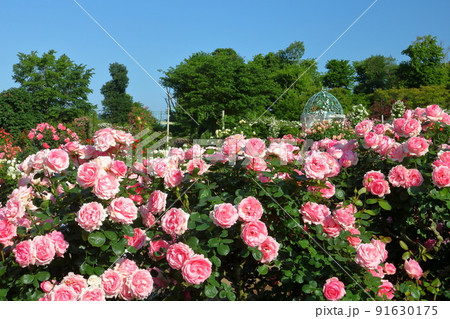 千葉県八千代市大和田新田 薔薇の名所京成バラ園の満開の春ばら 千葉県八千代市大和田新田 薔薇の名所京成バラ園の満開の春ばら 91630175