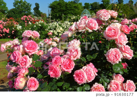 千葉県八千代市大和田新田　薔薇の名所京成バラ園の満開の春ばら 91630177