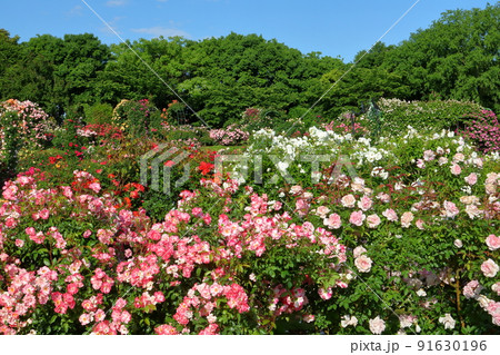 千葉県八千代市大和田新田 薔薇の名所京成バラ園の満開の春ばら 千葉県八千代市大和田新田 薔薇の名所京成バラ園の満開の春ばら 91630196