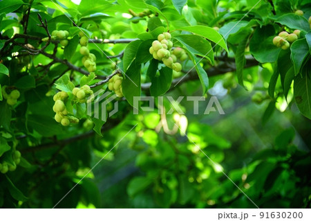 コブシの実 91630200