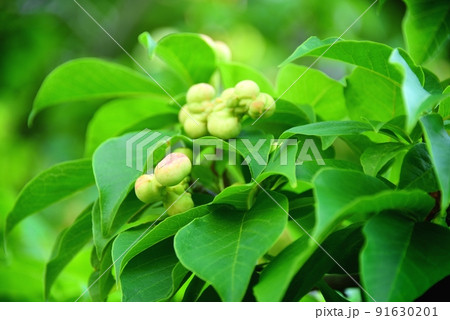 コブシの実 91630201
