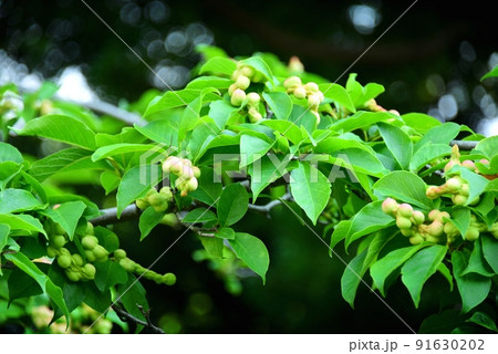 コブシの実 91630202